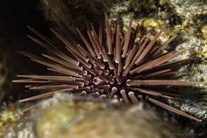 Rock-boring urchin - Echinometra mathaei