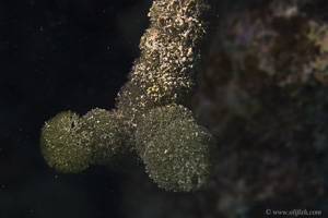Algae - Tydemania expeditionis