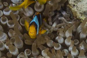 Twoband anemonefish - Amphiprion bicinctus