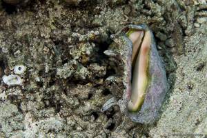 Common spider conch - Lambis lambis