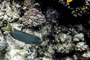 Brownspotted spinefoot - Siganus stellatus