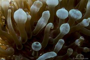 Bulb-entacle sea anemone - Entacmaea quadricolor
