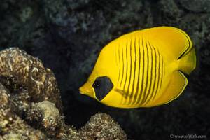 Golden butterflyfish - Chaetodon semilarvatus