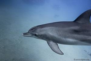 bottlenose dolphin - Tursiops truncatus