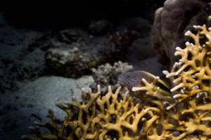 Forsters Korallenwächter - Paracirrhites forsteri