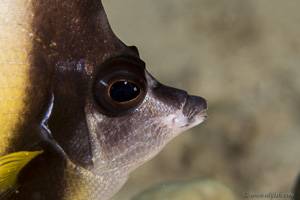 Red Sea bannerfish - Heniochus intermedius