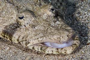 Krokodilfisch - Papilloculiceps longiceps