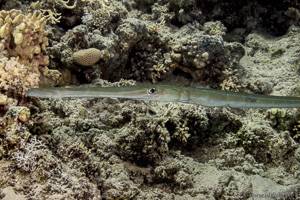 Bluespotted cornetfish - Fistularia commersonii