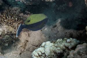Bluetail trunkfish - Ostracion cyanurus