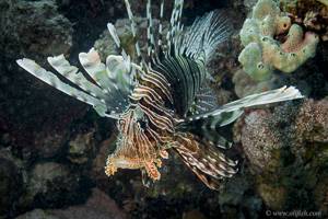 Red lionfish - Pterois volitans