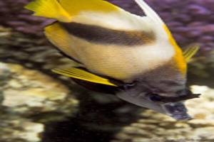Red Sea bannerfish - Heniochus intermedius