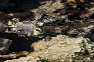 Rotfeuerfisch - Pterois volitans
