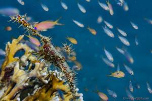 Harlequin ghost pipefish - Solenostomus paradoxus