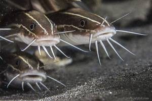 Striped eel catfish - Plotosus lineatus