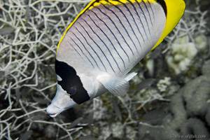 Lined butterflyfish - Chaetodon lineolatus