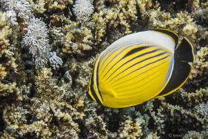 Red Sea melon butterflyfish - Chaetodon austriacus