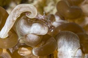 Anemone shrimp - Ancylomenes Sarasvati
