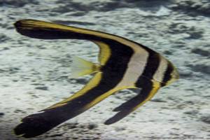 Langflossen Fledermausfisch - Platax teira