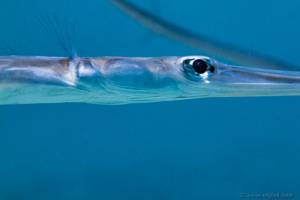 Bluespotted cornetfish - Fistularia commersonii