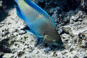 Common parrotfish - Scarus psittacus