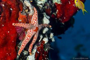Necklace Sea Star - Fromia monilis