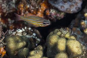 Yellowstriped cardinalfish - Ostorhinchus cyanosoma