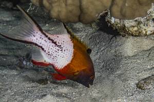 Lyretail hogfish - Bodianus anthioides