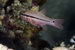 Spurcheek cardinalfish - Pristiapogon fraenatus