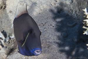 Bluethroat triggerfish - Sufflamen albicaudatum