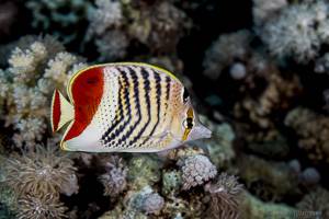 Red Sea chevron butterflyfish - Chaetodon Paucifasciatus