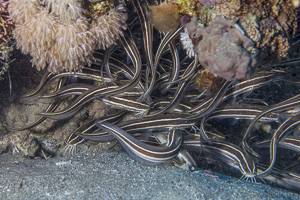 Striped eel catfish - Plotosus lineatus