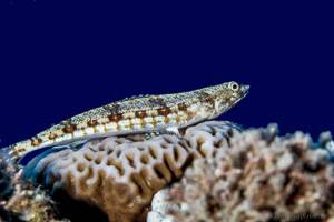 Banded Lizardfish - Synodus dermatogenys