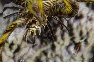 Feather Star Crab - Ceratocarcinus spinosus