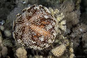 Toxic Leather Sea Urchin - Asthenosoma marisrubri