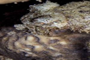 Hooded cuttlefish - Sepia prashadi