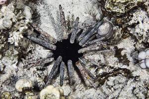 Pencil urchin - Phyllacanthus imperialis