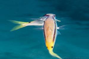 Red Sea goatfish - Parupeneus forsskali