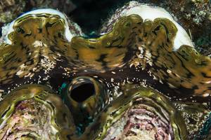 Schuppige Riesenmuschel - Tridacna gigas