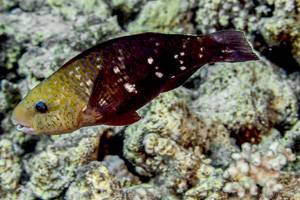 Bullethead Parrotfish - Chlorurus sordidus