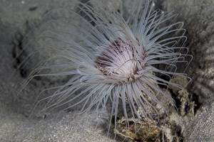 cylinder-anemone - Cerianthus sp