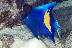 Yellowbar angelfish - Pomacanthus maculosus