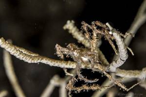 Spiny Spider crab - Achaeus spinosus
