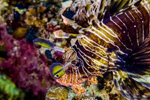 Red lionfish - Pterois volitans