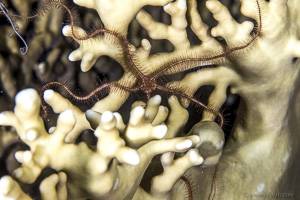 Long-Spined Brittle Star - Ophiothrix savignyi