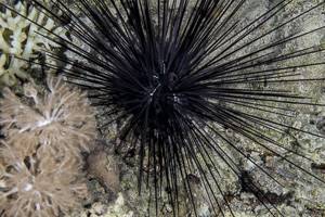 Banded diadem urchin - Diadema savignyi