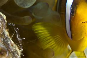 Twoband anemonefish,Anemone shrimp - Ancylomenes pedersoni,Ancylomenes Sarasvati,Amphiprion bicinctus