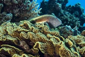 Forsters Korallenwächter - Paracirrhites forsteri