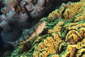 Riff Eidechsenfisch - Synodus variegatus