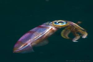Bigfin Reef Squid - Sepioteuthis lessoniana