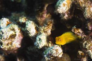 Brauner Korallen-Schleimfisch - Atrosalarias fuscus